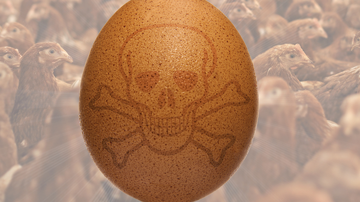 Zehirli yumurta skandalında yeni gelişme