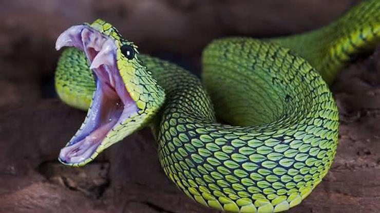 Dünya Sağlık Örgütü: Zehirli yılanlara karşı panzehir kalmadı