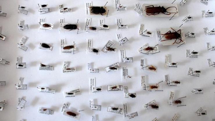 Ispartadaki Böcek Müzesinde 20 bin tür sergileniyor