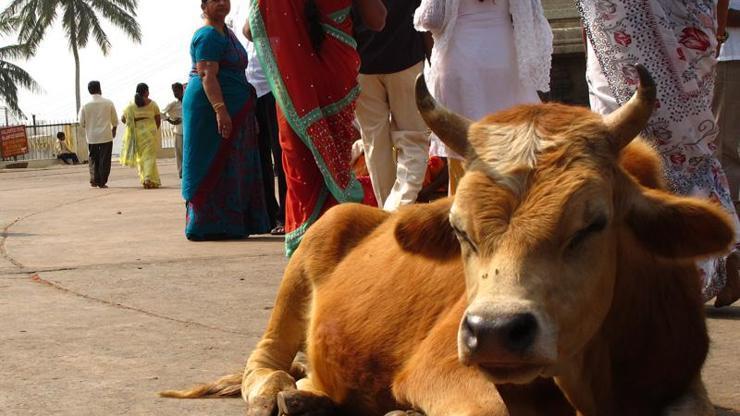 İnek kesmek isteyen Müslümanlara Hindistan'da saldırı