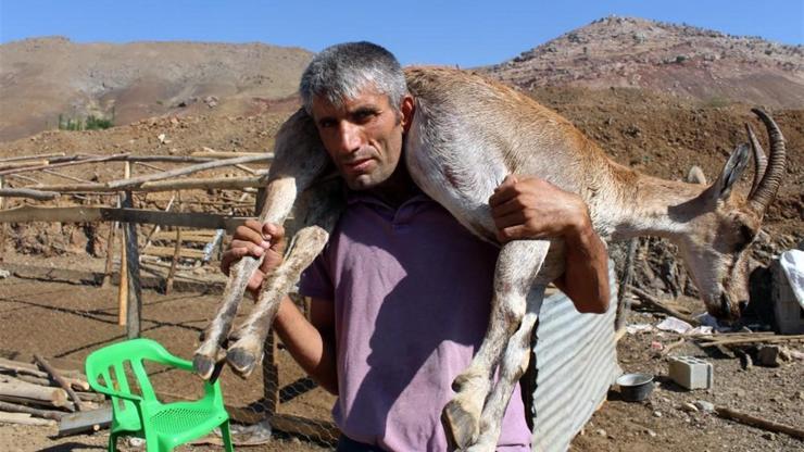 Dağda insanlık: Yaralı keçiyi sırtında kilometrelerce taşıdı