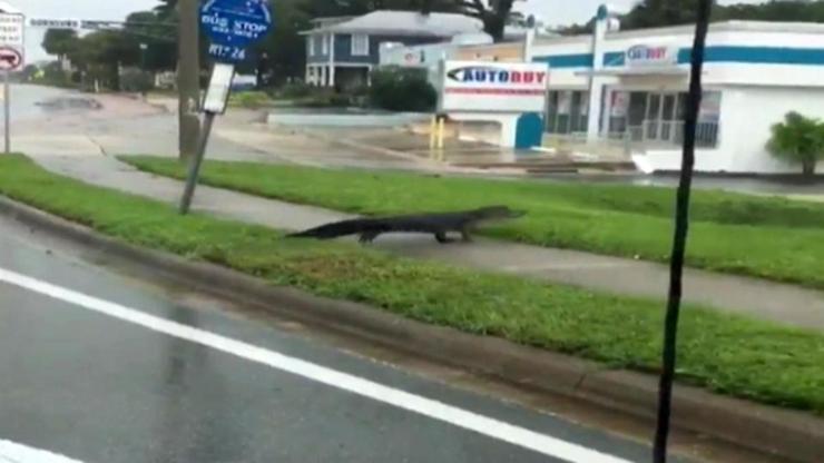 Florida sokaklarında timsah tehlikesi yaşanıyor