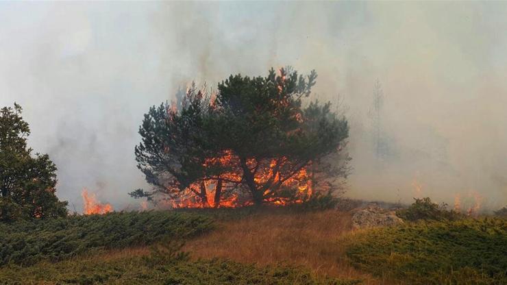Sivasta orman yangını