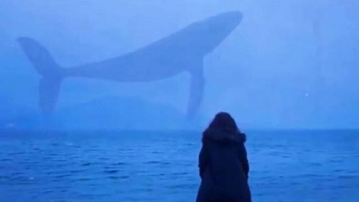 Mavi balina (Blue Whale) oyununa alternatif çıktı: Pembe Balina (Pink Whale) oyunu