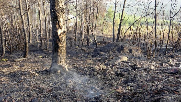 Karabükte 20 hektar kızılçam ormanı yandı