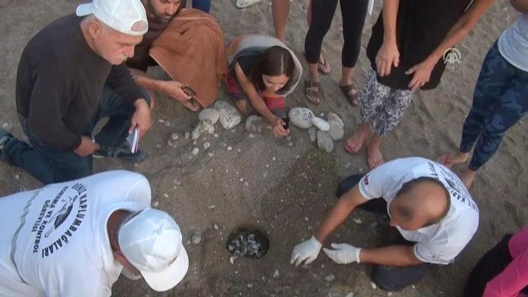 Caretta carettaların 3 silahşörü