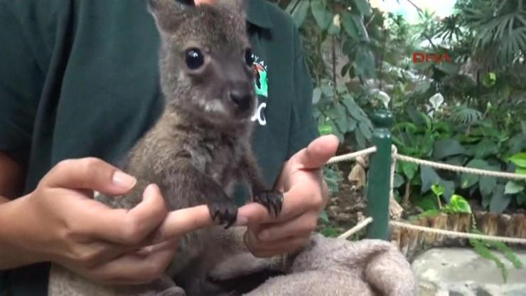 Yavru kanguruya biyologdan anne şefkati