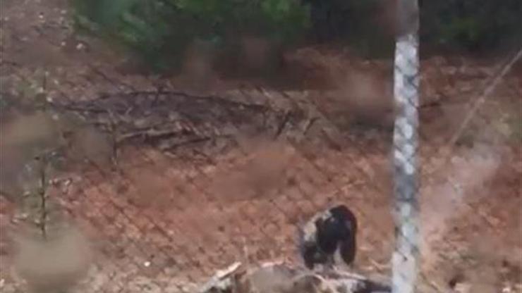 Uludağ Üniversitesi geyiklerine köpekler saldırdı