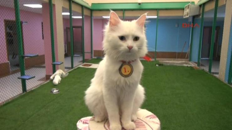 Kedi güzellik yarışmasının birincisi Kartopu