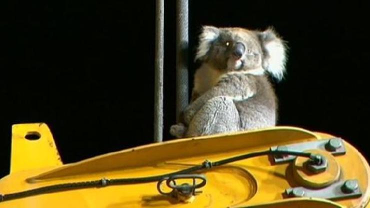 Sondaj makinesinde mahsur kalan koala kurtarıldı