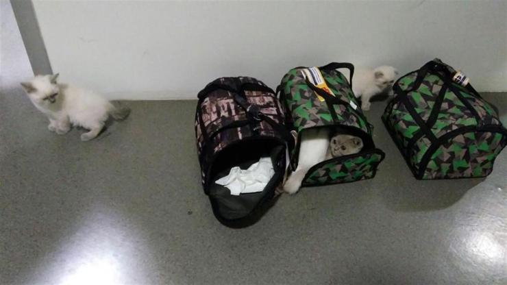 Havalimanında 6 İskoç kedisi ele geçirildi