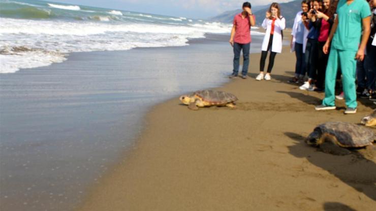 Hatayda tedavi edilen kaplumbağalar denize bırakıldı