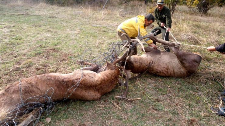 Tel örgüye takılan geyiklerden biri öldü diğeri yaralandı