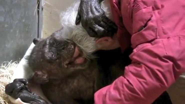 Bu video herkesi ağlattı Ölüm döşeğindeki 59 yaşındaki şempanze eski dostunu tanıdı...