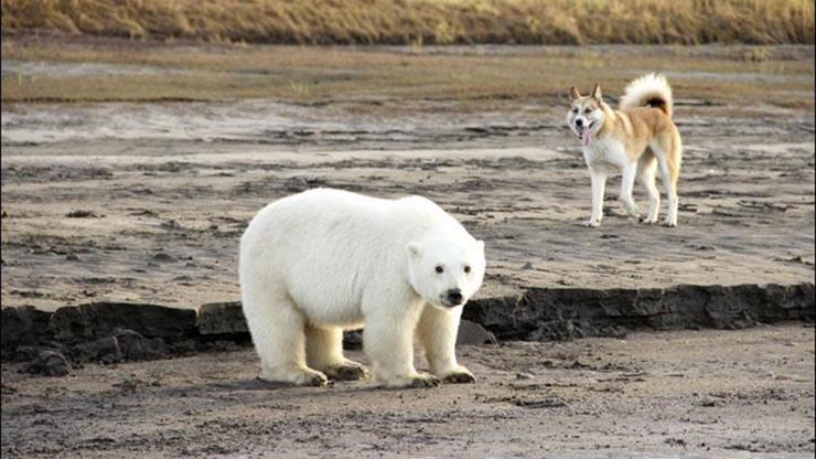 Kutupları terk eden kutup ayısının yeni yuvası belli oldu