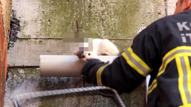 Çatıdan düşüp demire saplanan kedi kurtarıldı