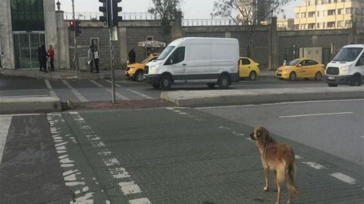 İnsanlar kırmızıda geçerken sokak köpeği yeşil ışığı bekledi
