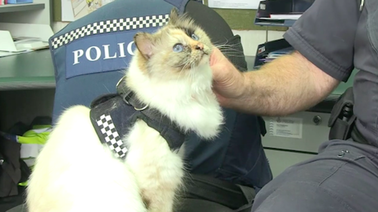 Olay yeri inceleme polisi Kedi Tia