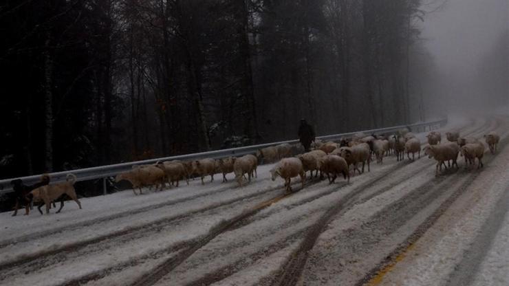 Uludağ’a kar yağınca koyunların zirve kampı erken bitti
