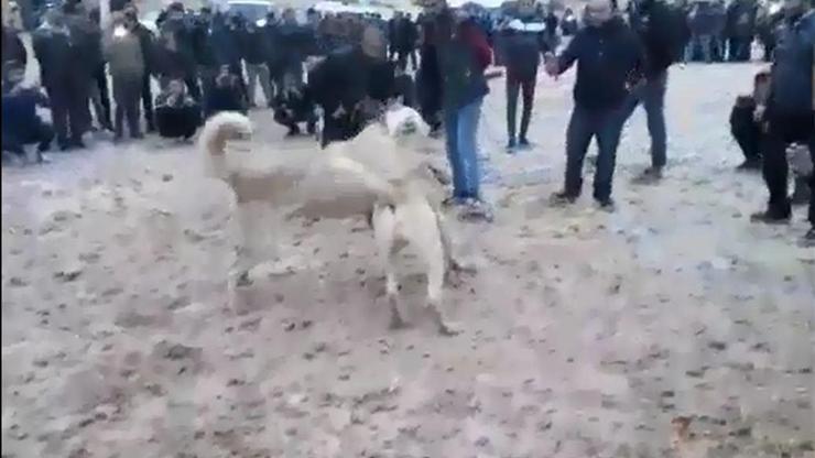 Köpek dövüştürenlere operasyon