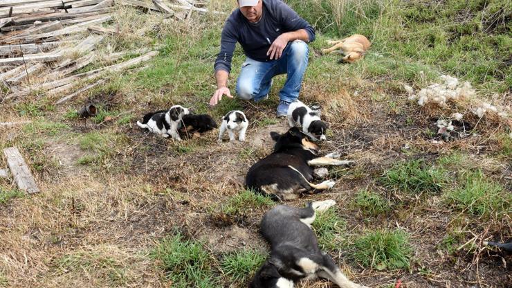 Çanakkalede köpek katliamı