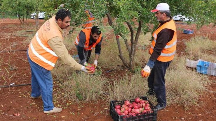 Yoksula organik meyve dağıtımı