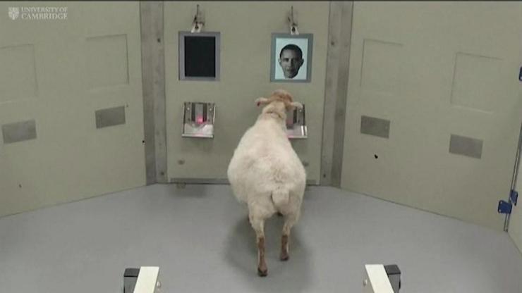 Koyunlara Obamalı yüz tanıma testi