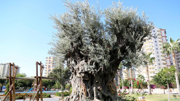 Mersin’de bin 500 yıllık zeytin ağacı tescillenecek