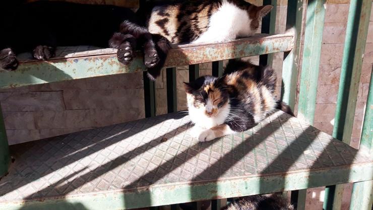 Antalyada tavuk etiyle zehirlenen 4 kedi telef oldu