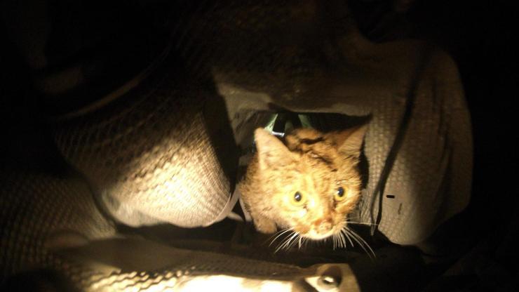 Kedi otomobilin motorundan 3 saatte çıkarıldı