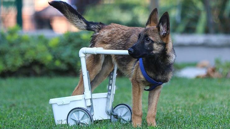 Felçli köpek su borusu ve kovayla hayata tutundu