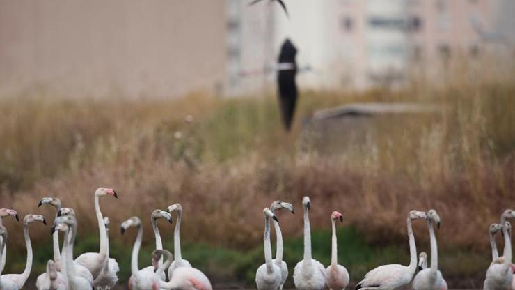 Doğa Derneğinden İzmir otobanı tepkisi: Burası binlerce flamingonun evi