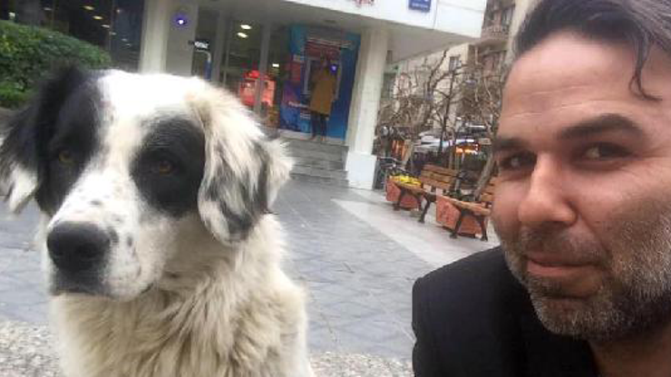 15 köpeği zehirli et ve mamalarla öldürdüler