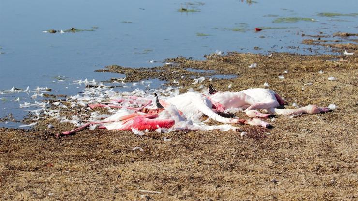 Konyadaki Akgöl Sazlığında flamingo katliamı