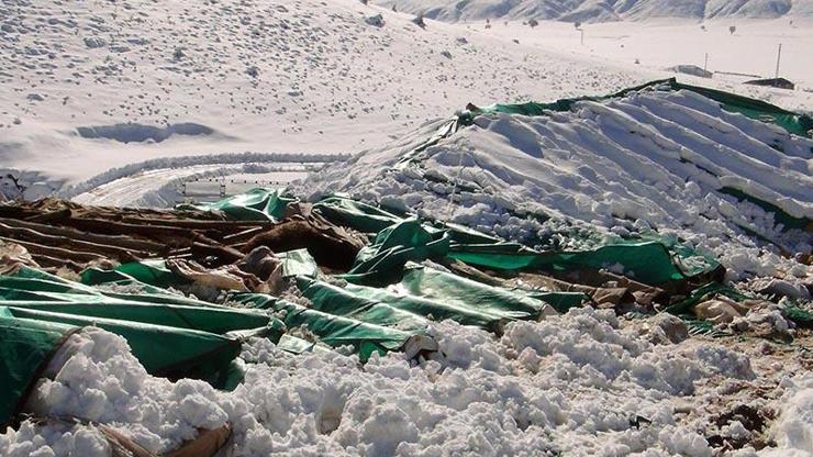 Bingölde kardan baraka çöktü: 20 koyun öldü