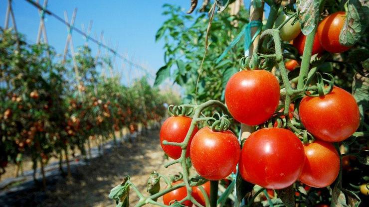 Rusyanın domates ithalatındaki kısıtlamalarına tepki