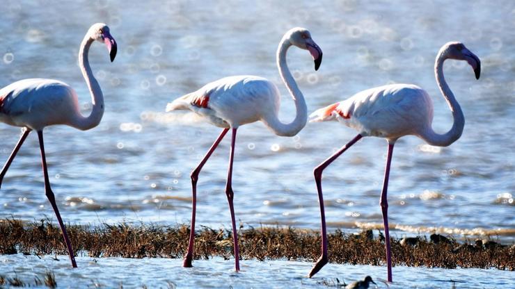Tuzla Sulak Alanında tabloyu andıran flamingo manzarası