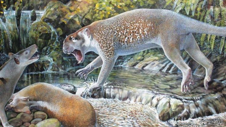 18 milyon yıl önce soyu tükenen ‘marsupial aslan’ın yeni türü keşfedildi