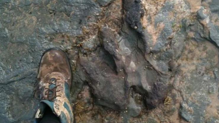115 milyon yıllık dinozor ayak izi çekiçle parçalandı