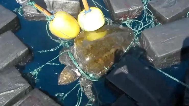 Deniz kaplumbağası 53 milyon dolarlık kokain ile yakalandı