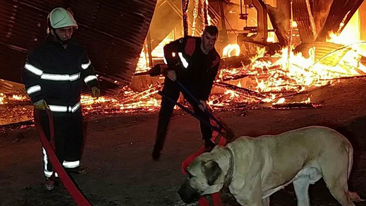 Bekçi köpeğini itfaiye kurtardı