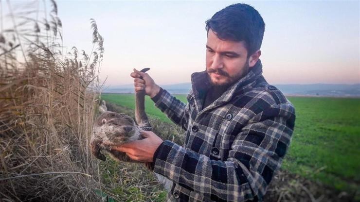 Nesli tükenmekte olan hayvan Karacabey’de ortaya çıktı