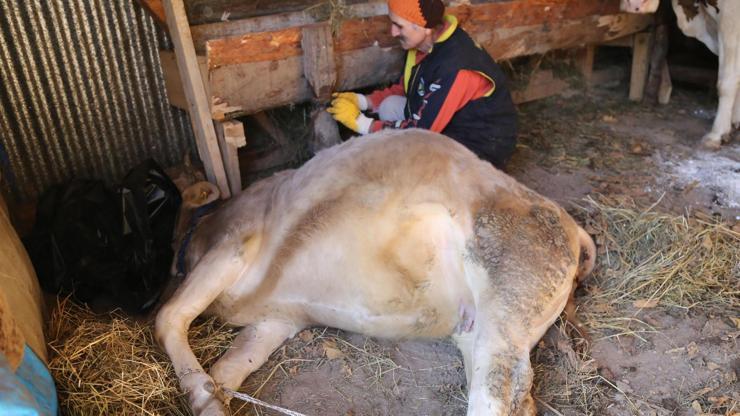 Artvinli hayvancının inekleri şarbondan öldü