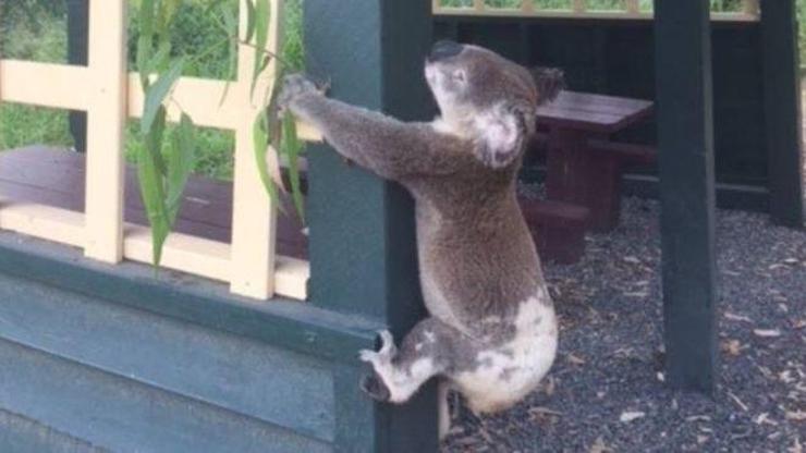 Vahşet: Ölü koalayı binaya vidaladılar