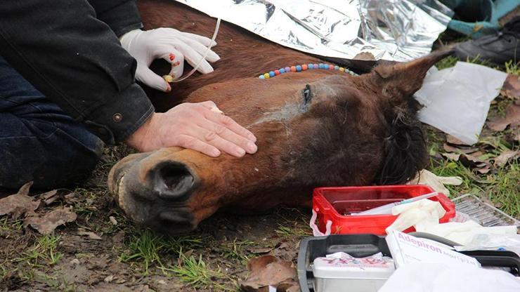 Veterinerin duyarlı davranışı insanlık ölmemiş dedirtti