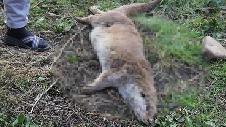 Diyarbakırda öldürülmüş su samuru bulundu