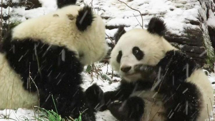 İkiz pandalar ilk kez kar görünce...