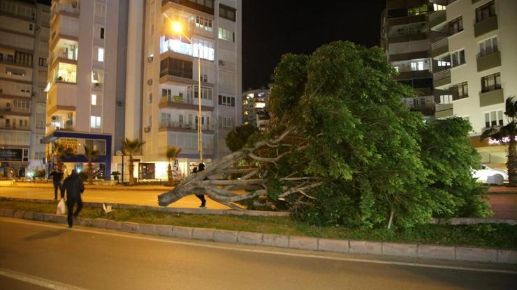 Antalyada fırtına ağaçları köklerinden söktü