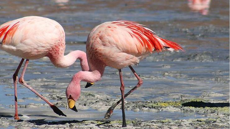 Flamingolara otoban tehdidi