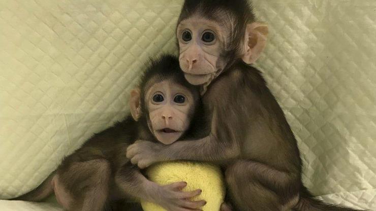 Çinde bilim insanları maymun klonladı
